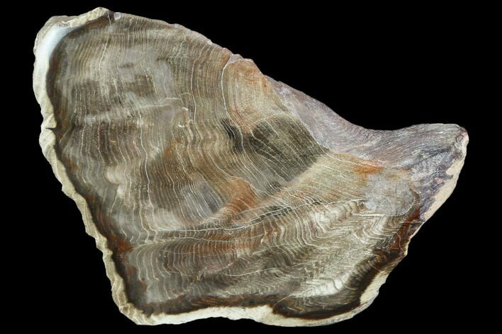 Petrified Wood Slice - Tom Miner Basin, Montana #104837